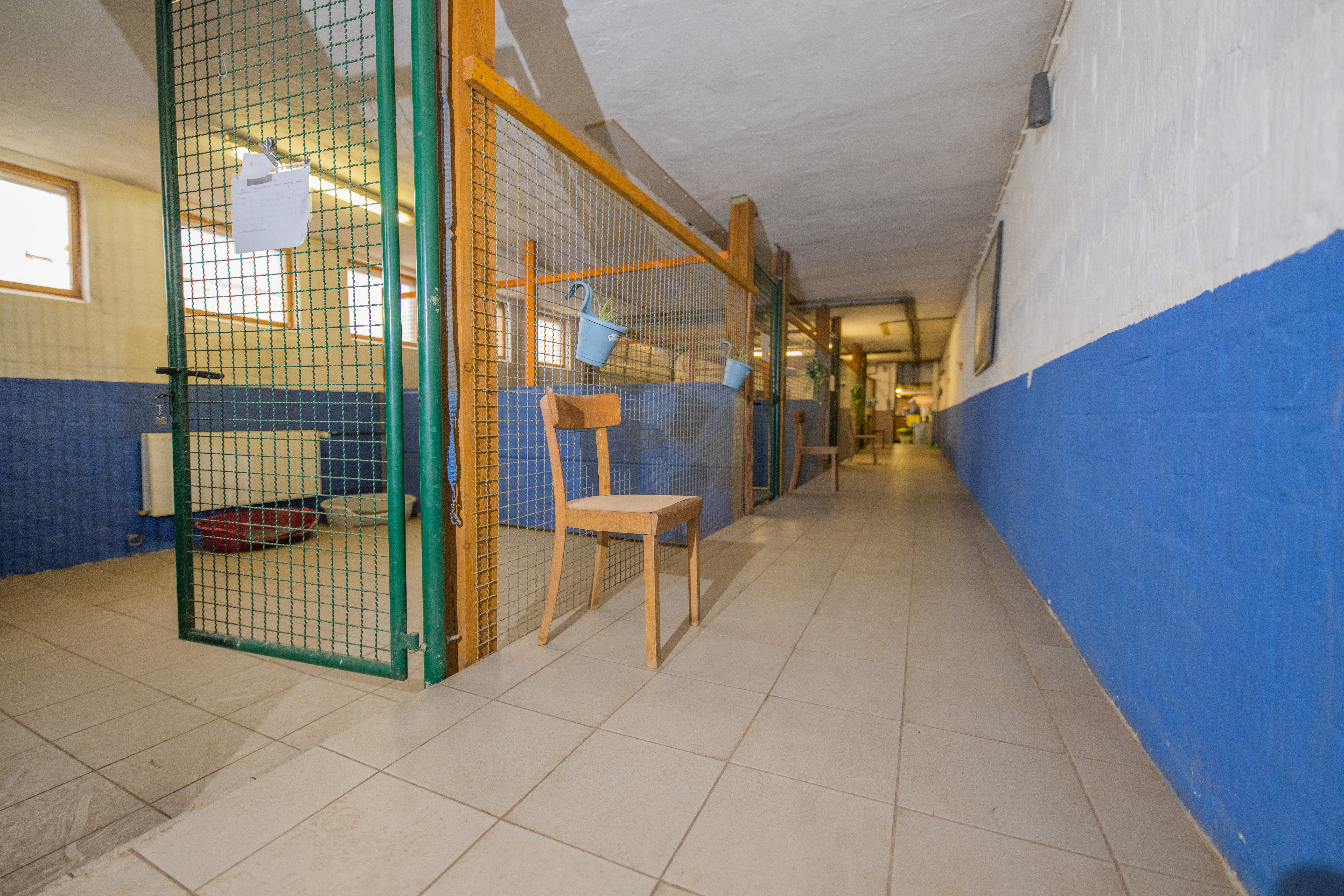 Gang der Tageshundeboxen