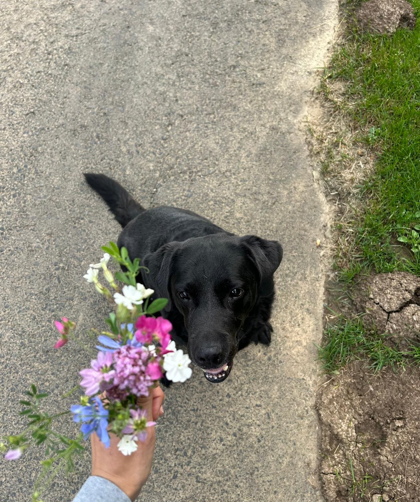Hund mit Blumenstrauß