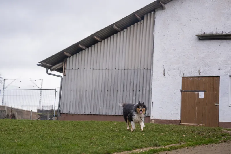 Hund springt vor Freude