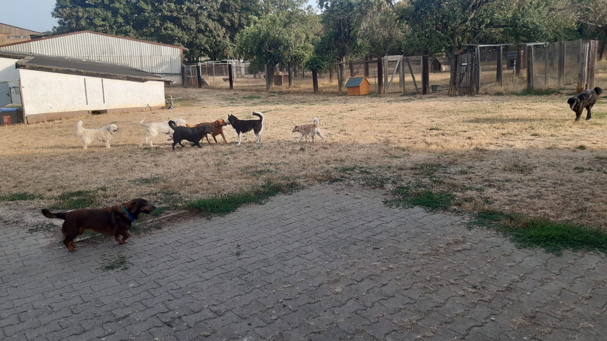 Spielende Hunde im Auslauf